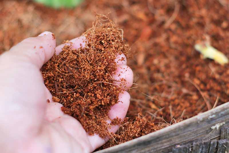 Mùn xơ dừa được nghiền nhỏ