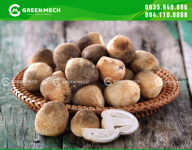 Nấm rơm tự trồng an toàn và tươi ngon
