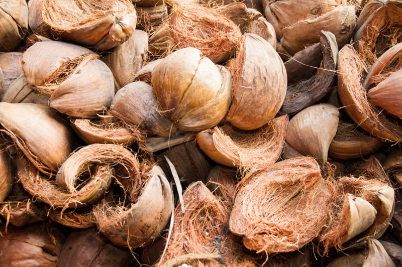 Mùn xơ dừa được nghiền từ xơ dừa